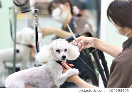 貝利，一隻玩具貴賓犬，被修剪機修剪得很可愛♡ 104193405