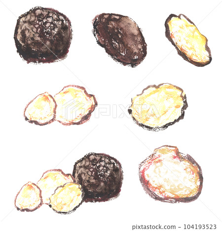 水彩畫的黑松露插圖 104193523
