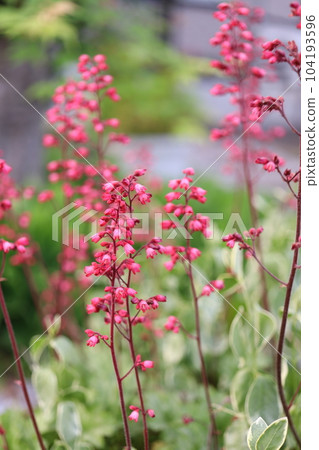 Huquela flowers 104193596