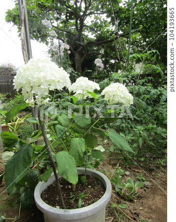 Annabelle hydrangea whose flower color changes from white to green Annabelle hydrangea whose flower color changes from white to green 104193665