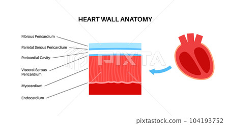 Heart wall anatomy Heart wall anatomy 104193752