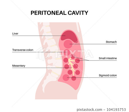 Abdominal cavity anatomy 104193753