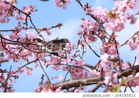 Cherry blossoms and warblers 104193811