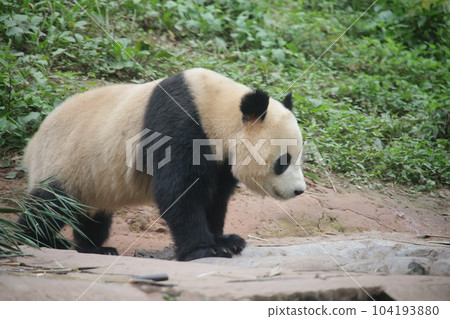 Panda Panda 104193880