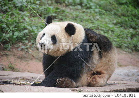 貓熊 104193921