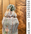 spelled cactus 104193934