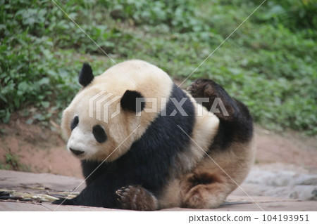 貓熊 104193951