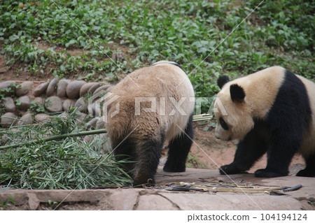 Panda Panda 104194124