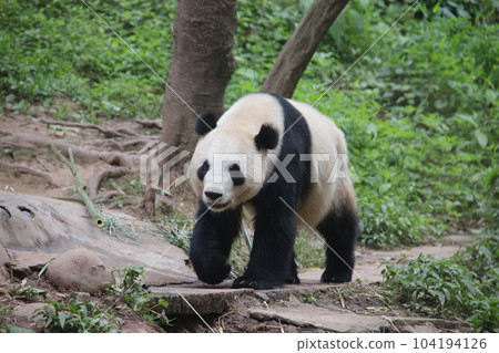Panda 104194126
