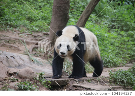 Panda 104194127