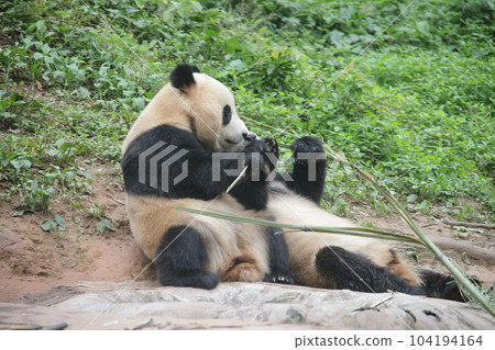 Panda Panda 104194164