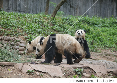 Panda Panda 104194168