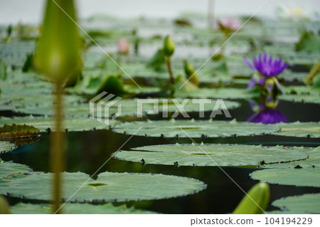 English garden near Lake Biwa in full bloom 104194229