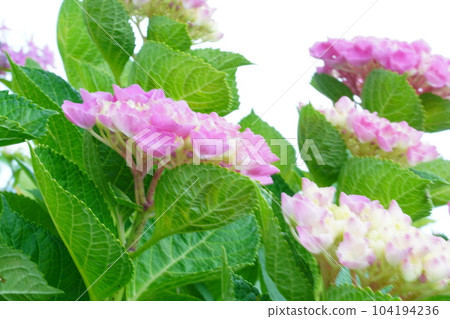 琵琶湖附近的英式花園盛開 琵琶湖附近的英式花園盛開 104194236