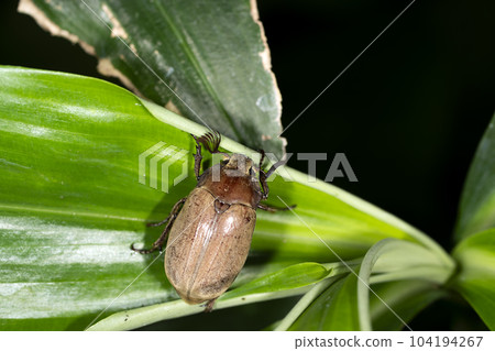 Kofukikogane Kofukikogane 104194267