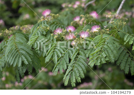 合歡 合歡 104194279