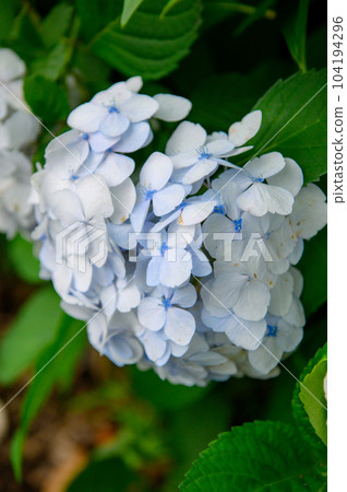 繡球花雨季 104194296