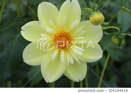 Elegant dahlia flowers with pastel colors-2 Elegant dahlia flowers with pastel colors-2 104194416