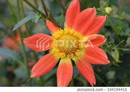 優雅的大麗花在柔和的顏色 4 優雅的大麗花在柔和的顏色 4 104194418