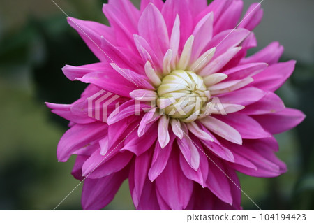 Seven elegant dahlia flowers in pastel colors Seven elegant dahlia flowers in pastel colors 104194423