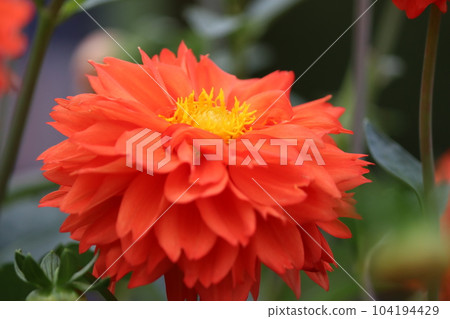 這就是它因其絢麗的色彩和美麗的外觀而被稱為花中皇后的原因。 這就是它因其絢麗的色彩和美麗的外觀而被稱為花中皇后的原因。 104194429