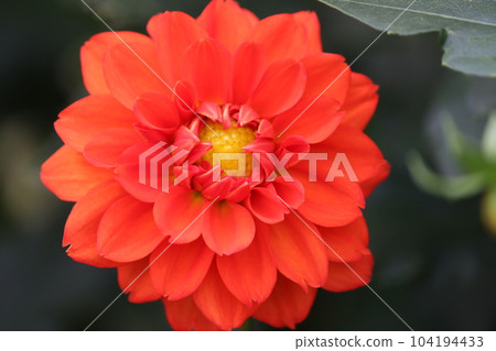 之所以被稱為花中皇后，是因為它絢麗的色彩和美麗的容貌。 104194433