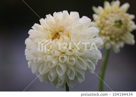 Dahlia flower whose white color enhances elegance Dahlia flower whose white color enhances elegance 104194434