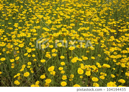 Asteraceae biennial plant "Dyers chamomile" Asteraceae biennial plant "Dyers chamomile" 104194435