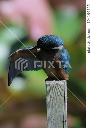 Strange pose of young kingfisher Strange pose of young kingfisher 104194525