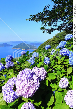 [香川縣]雨季（秀德山）和瀨戶內海諸島盛開的繡球花 104194562