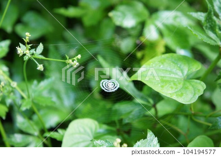 swirling spider web swirling spider web 104194577