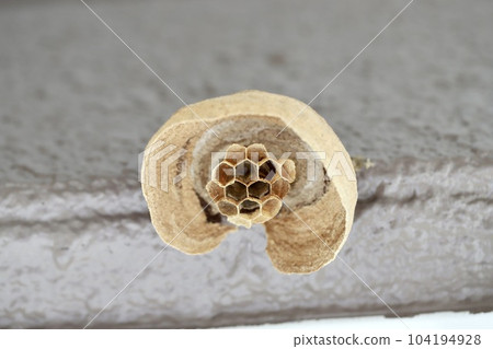 A hornet's nest just starting to be built under the eaves of a house. Pests. 104194928