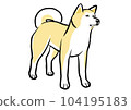 立姿優美的秋田犬 104195183