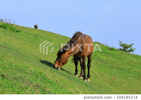 A wild horse in Miyazaki prefecture A wild horse in Miyazaki prefecture 104195214