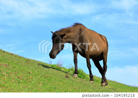 A wild horse in Miyazaki prefecture A wild horse in Miyazaki prefecture 104195218