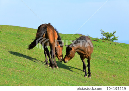 A wild horse in Miyazaki prefecture A wild horse in Miyazaki prefecture 104195219