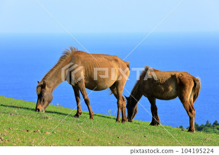 A wild horse in Miyazaki prefecture 104195224