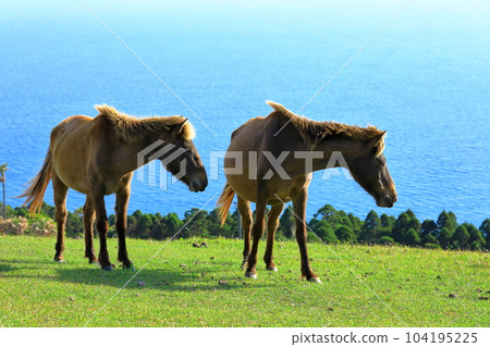 宮崎縣的一匹野馬 104195225