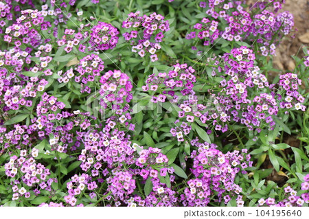 香雪草 香雪草 104195640