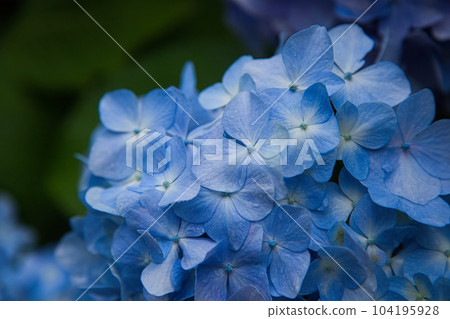 Mt. Asuwa with hydrangeas in full bloom 104195928