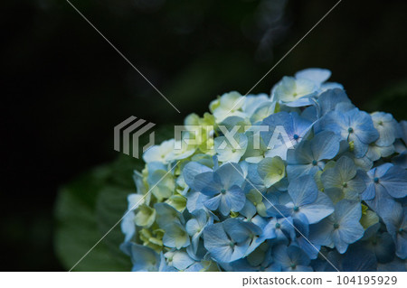 Mt. Asuwa with hydrangeas in full bloom 104195929