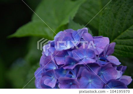 Mt. Asuwa with hydrangeas in full bloom 104195970