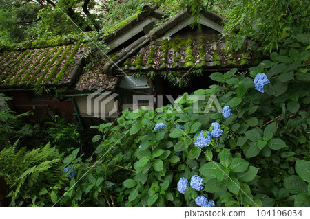 Mt. Asuwa with hydrangeas in full bloom 104196034
