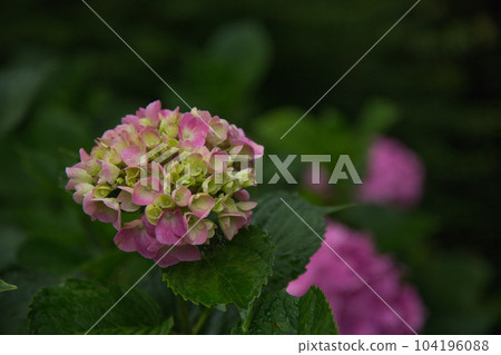 繡球花盛開的足羽山 104196088