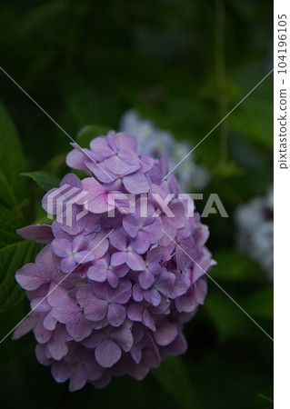 繡球花盛開的足羽山 104196105