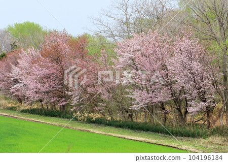 Photo of Ezo Yamazakura in full bloom beside a fresh green meadow in Hokkaido 104196184
