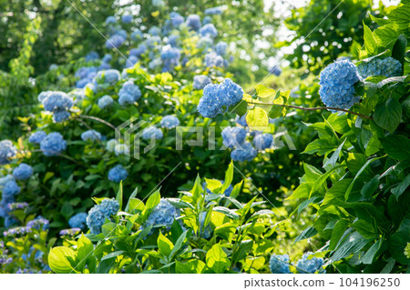 Hydrangea in early summer 104196250