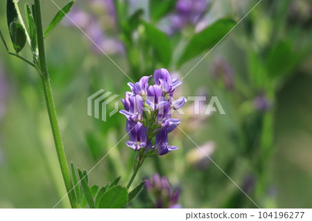 alfalfa flower alfalfa flower 104196277