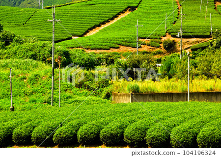 Kyoto Prefecture Uji Tea Village Wazuka Tea Plantation Kyoto Prefecture Uji Tea Village Wazuka Tea Plantation 104196324