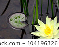 白睡蓮花朵和葉子，在雨季的陽光明媚的天氣裡綻放著圓點 104196326